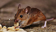 24 Hour & Emergency Exterminators in Midland Life Ins Co, SD
